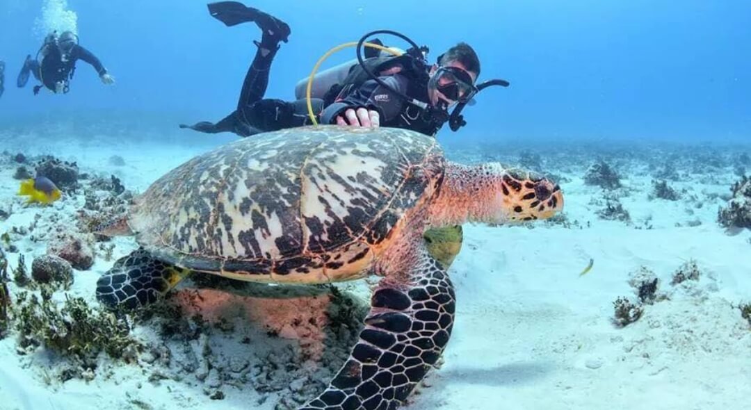 buceo tortugas