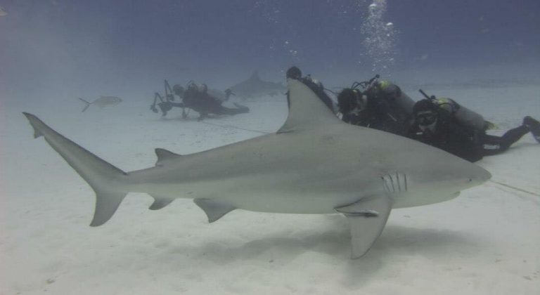 playa carmen tiburon